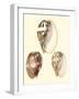 Splendid Shells VI-Vision Studio-Framed Art Print