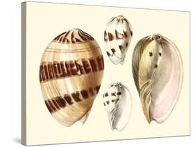 Splendid Shells VII-Vision Studio-Stretched Canvas