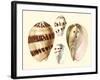 Splendid Shells VII-Vision Studio-Framed Art Print