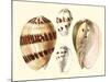 Splendid Shells VII-Vision Studio-Mounted Art Print