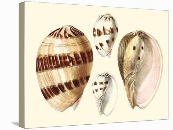 Splendid Shells VII-Vision Studio-Stretched Canvas