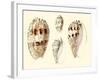 Splendid Shells VIII-Vision Studio-Framed Art Print