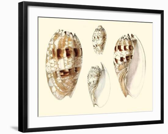 Splendid Shells VIII-Vision Studio-Framed Art Print