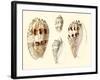 Splendid Shells VIII-Vision Studio-Framed Art Print