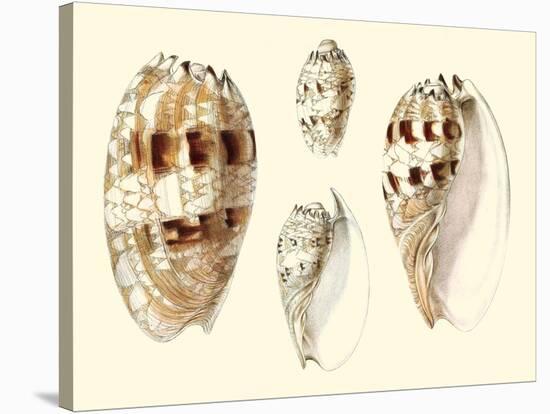 Splendid Shells VIII-Vision Studio-Stretched Canvas