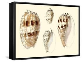 Splendid Shells VIII-Vision Studio-Framed Stretched Canvas