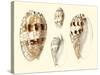 Splendid Shells VIII-Vision Studio-Stretched Canvas