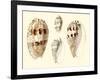 Splendid Shells VIII-Vision Studio-Framed Art Print