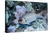 Splendid Squirrelfish-Hal Beral-Stretched Canvas