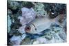 Splendid Squirrelfish-Hal Beral-Stretched Canvas