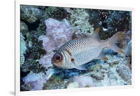 Splendid Squirrelfish-Hal Beral-Framed Photographic Print