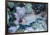 Splendid Squirrelfish-Hal Beral-Framed Photographic Print