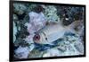 Splendid Squirrelfish-Hal Beral-Framed Photographic Print