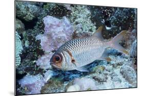 Splendid Squirrelfish-Hal Beral-Mounted Photographic Print