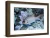 Splendid Squirrelfish-Hal Beral-Framed Photographic Print