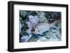 Splendid Squirrelfish-Hal Beral-Framed Photographic Print