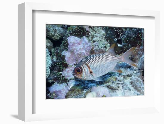 Splendid Squirrelfish-Hal Beral-Framed Photographic Print