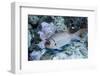 Splendid Squirrelfish-Hal Beral-Framed Photographic Print