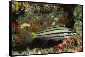 Split-Banded Cardinalfish in Juvenile Form-Hal Beral-Framed Stretched Canvas