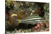 Split-Banded Cardinalfish in Juvenile Form-Hal Beral-Stretched Canvas