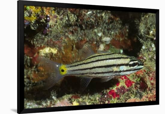 Split-Banded Cardinalfish in Juvenile Form-Hal Beral-Framed Photographic Print