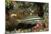 Split-Banded Cardinalfish in Juvenile Form-Hal Beral-Mounted Photographic Print