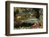 Split-Banded Cardinalfish in Juvenile Form-Hal Beral-Framed Photographic Print