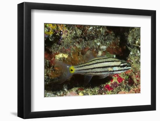 Split-Banded Cardinalfish in Juvenile Form-Hal Beral-Framed Photographic Print
