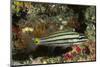 Split-Banded Cardinalfish in Juvenile Form-Hal Beral-Mounted Photographic Print