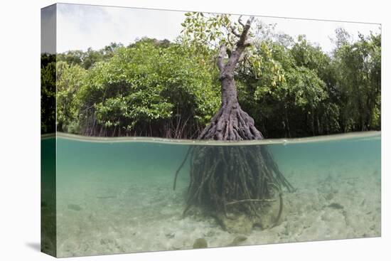 Split Image of a Large Mangrove and its Extensive Prop Root System-Reinhard Dirscherl-Stretched Canvas