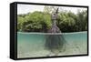Split Image of a Large Mangrove and its Extensive Prop Root System-Reinhard Dirscherl-Framed Stretched Canvas