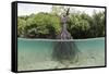 Split Image of a Large Mangrove and its Extensive Prop Root System-Reinhard Dirscherl-Framed Stretched Canvas