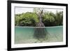 Split Image of a Large Mangrove and its Extensive Prop Root System-Reinhard Dirscherl-Framed Photographic Print