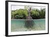 Split Image of a Large Mangrove and its Extensive Prop Root System-Reinhard Dirscherl-Framed Photographic Print