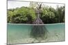 Split Image of a Large Mangrove and its Extensive Prop Root System-Reinhard Dirscherl-Mounted Photographic Print