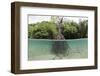 Split Image of a Large Mangrove and its Extensive Prop Root System-Reinhard Dirscherl-Framed Photographic Print