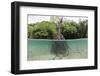 Split Image of a Large Mangrove and its Extensive Prop Root System-Reinhard Dirscherl-Framed Photographic Print