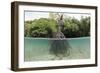 Split Image of a Large Mangrove and its Extensive Prop Root System-Reinhard Dirscherl-Framed Photographic Print