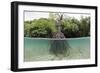 Split Image of a Large Mangrove and its Extensive Prop Root System-Reinhard Dirscherl-Framed Photographic Print