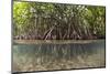 Split Image of Mangroves and their Extensive Prop Roots, Risong Bay, Micronesia, Palau-Reinhard Dirscherl-Mounted Photographic Print