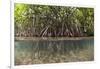 Split Image of Mangroves and their Extensive Prop Roots, Risong Bay, Micronesia, Palau-Reinhard Dirscherl-Framed Photographic Print