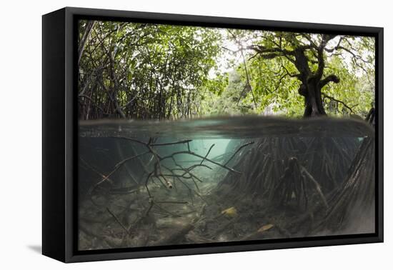 Split Image of Mangroves and their Extensive Underwater Prop Root System-Reinhard Dirscherl-Framed Stretched Canvas