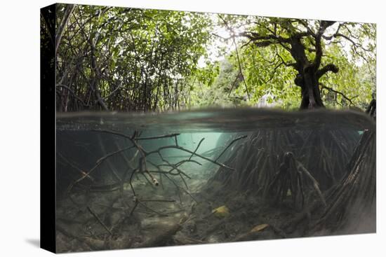 Split Image of Mangroves and their Extensive Underwater Prop Root System-Reinhard Dirscherl-Stretched Canvas