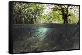 Split Image of Mangroves and their Extensive Underwater Prop Root System-Reinhard Dirscherl-Framed Stretched Canvas