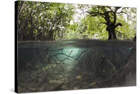 Split Image of Mangroves and their Extensive Underwater Prop Root System-Reinhard Dirscherl-Stretched Canvas