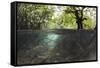 Split Image of Mangroves and their Extensive Underwater Prop Root System-Reinhard Dirscherl-Framed Stretched Canvas