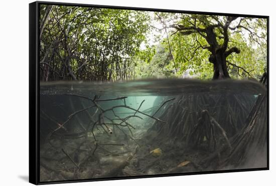 Split Image of Mangroves and their Extensive Underwater Prop Root System-Reinhard Dirscherl-Framed Stretched Canvas
