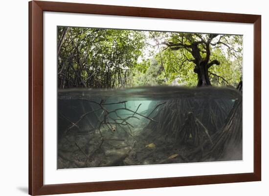 Split Image of Mangroves and their Extensive Underwater Prop Root System-Reinhard Dirscherl-Framed Photographic Print