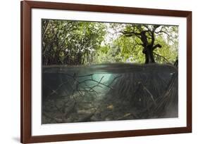 Split Image of Mangroves and their Extensive Underwater Prop Root System-Reinhard Dirscherl-Framed Photographic Print