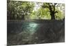 Split Image of Mangroves and their Extensive Underwater Prop Root System-Reinhard Dirscherl-Mounted Photographic Print
